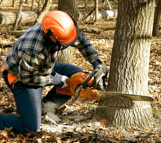 Tree Removal in Gunter, TX